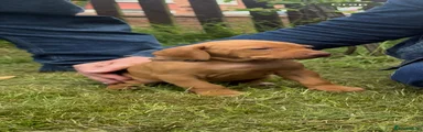 Hungarian Vizsla Puppy - Brown