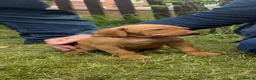 Hungarian Vizsla dogs for sale: KC Registered Hungarian Viszla litter  - Advert 28
