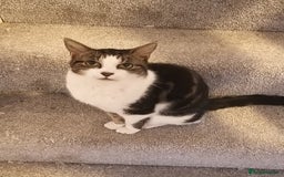 British Shorthair cats for sale: Poppy needs a new home - FREE - Image 1
