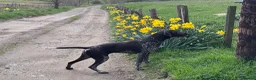 German Shorthaired Pointer dogs for sale: German shorthair pointer puppies  in Alford - Advert 7