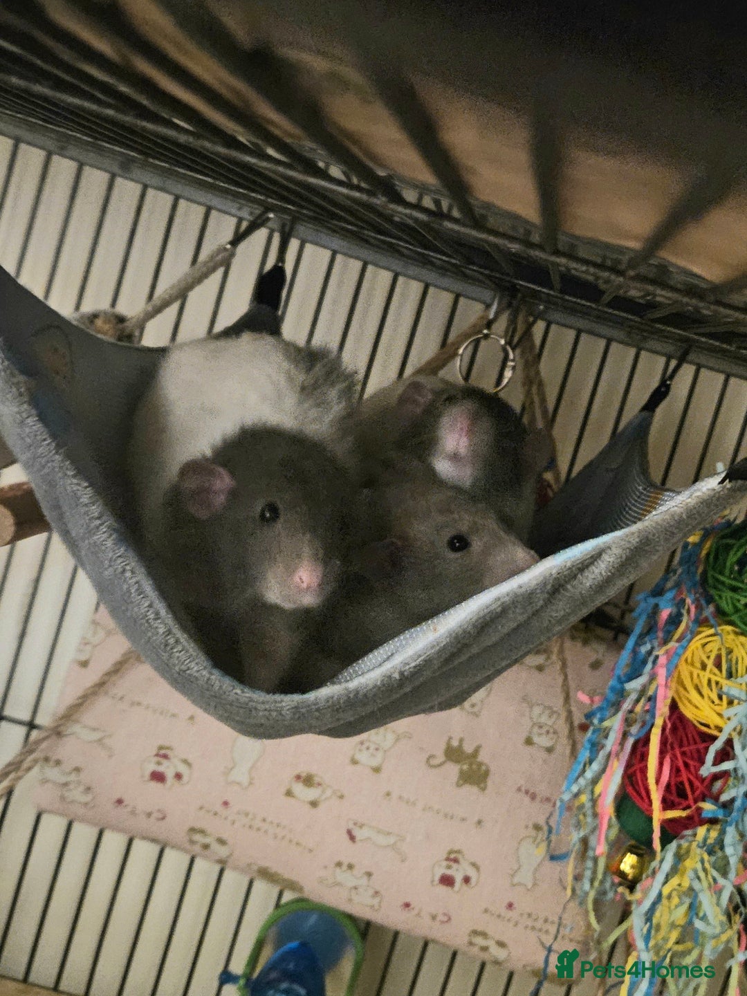 Rat rodents for sale: Rats  - Image 6