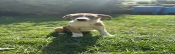 Border Collie dogs for sale: Working Border collie puppies  - Advert 6