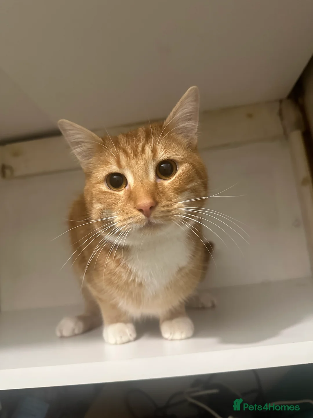 Domestic Shorthair cats for sale: Ginger male kitten - Advert 5