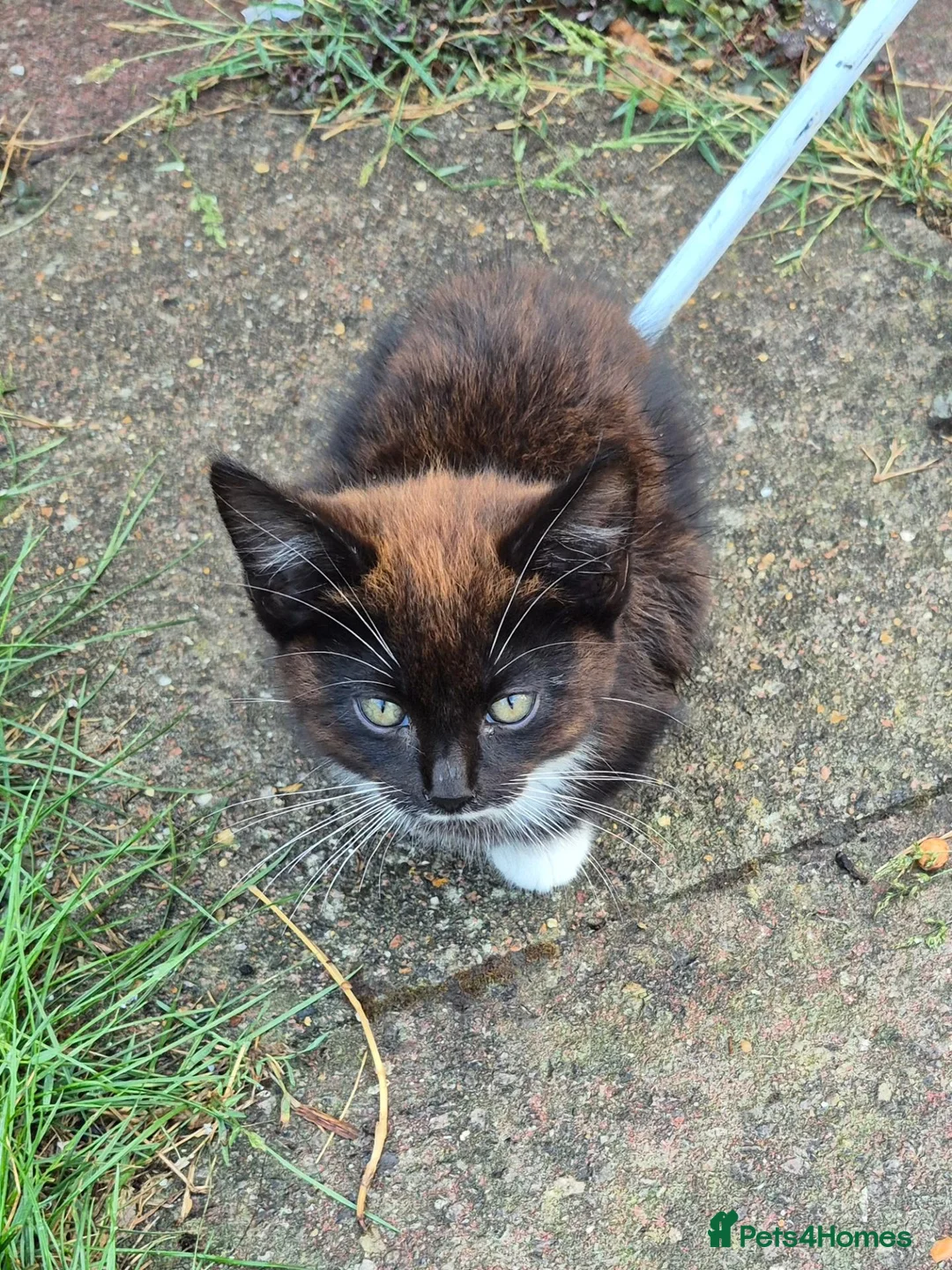 Domestic Shorthair cats for sale: Beautiful Female Black & Brown Tuxedo Kitten in Dagenham - Advert 5