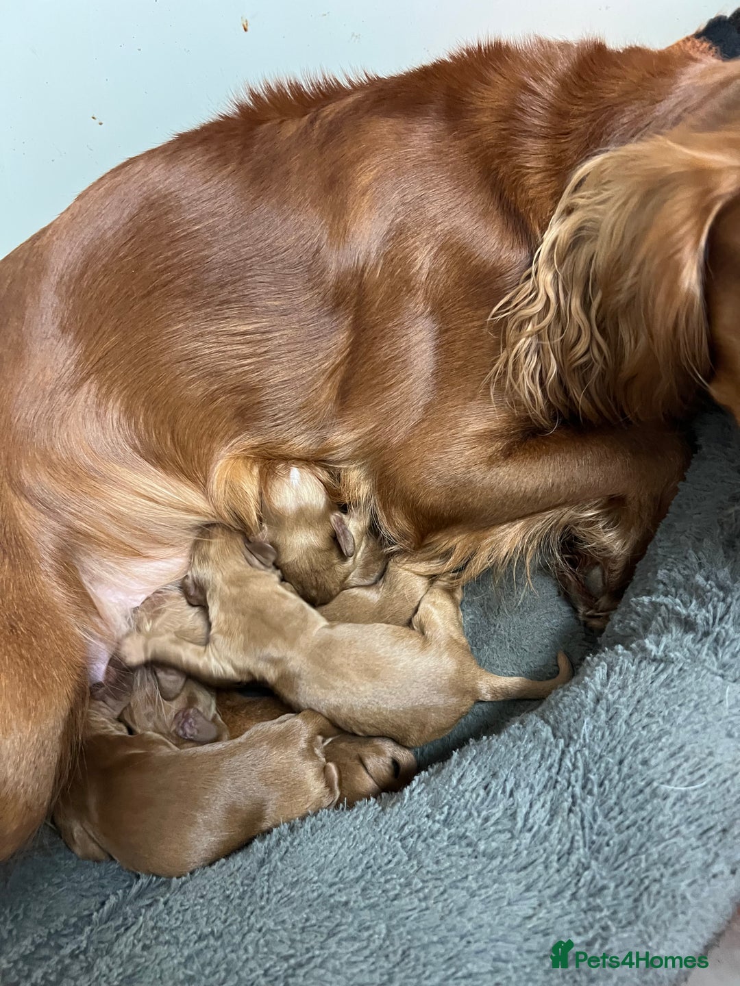 Cocker Spaniel dogs for sale: Beautiful Dark Red KC Registered Cocker Pups - Advert 10