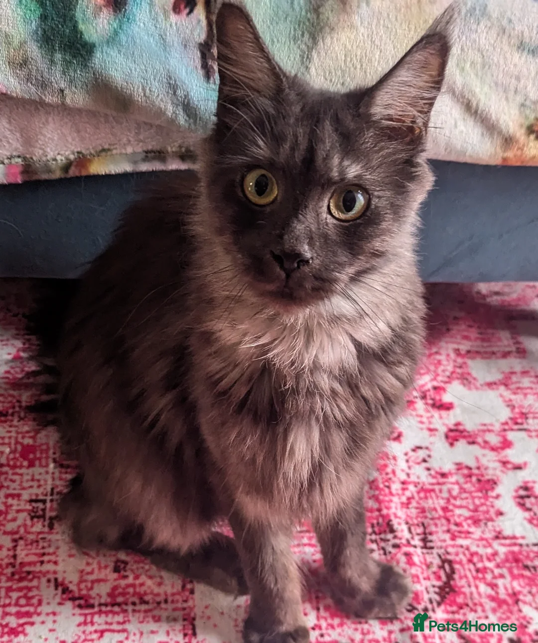 Maine Coon cats for sale: Possibly pregnant Maine coon seeking a quiet home - Advert 3