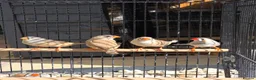 Finches birds for sale: Mixed aviary born Zebra Finch - Advert 4
