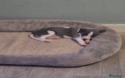 Whippet dogs for sale: KC Reg Whippet Puppy Blue & White Boy - Image 3