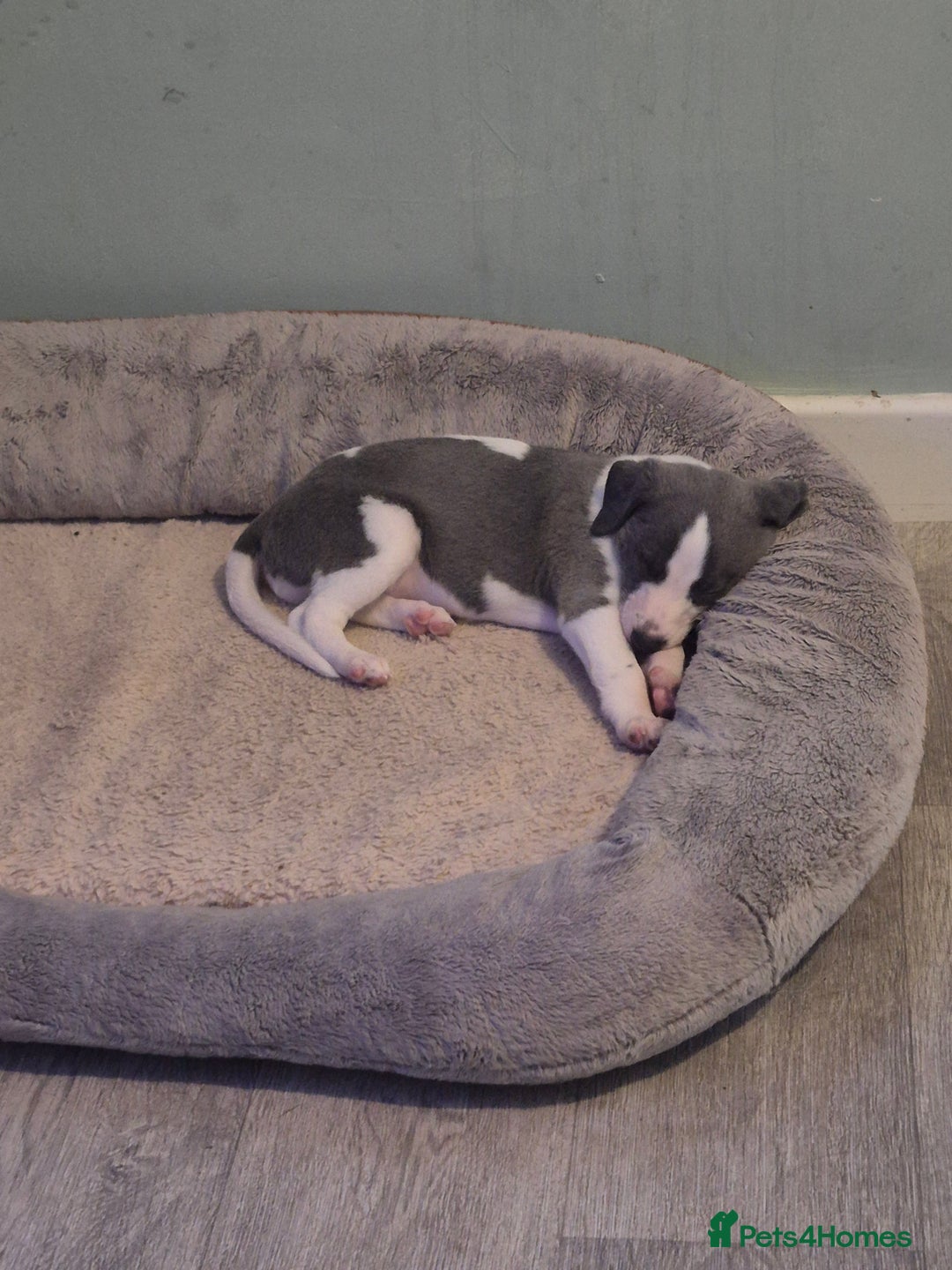 Whippet dogs for sale: KC Reg Whippet Puppy Blue & White Boy - Image 3