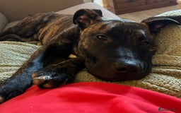 Mixed Breed dogs for sale: German Shepherd Staffy x Pure Blue Staffy - Image 4