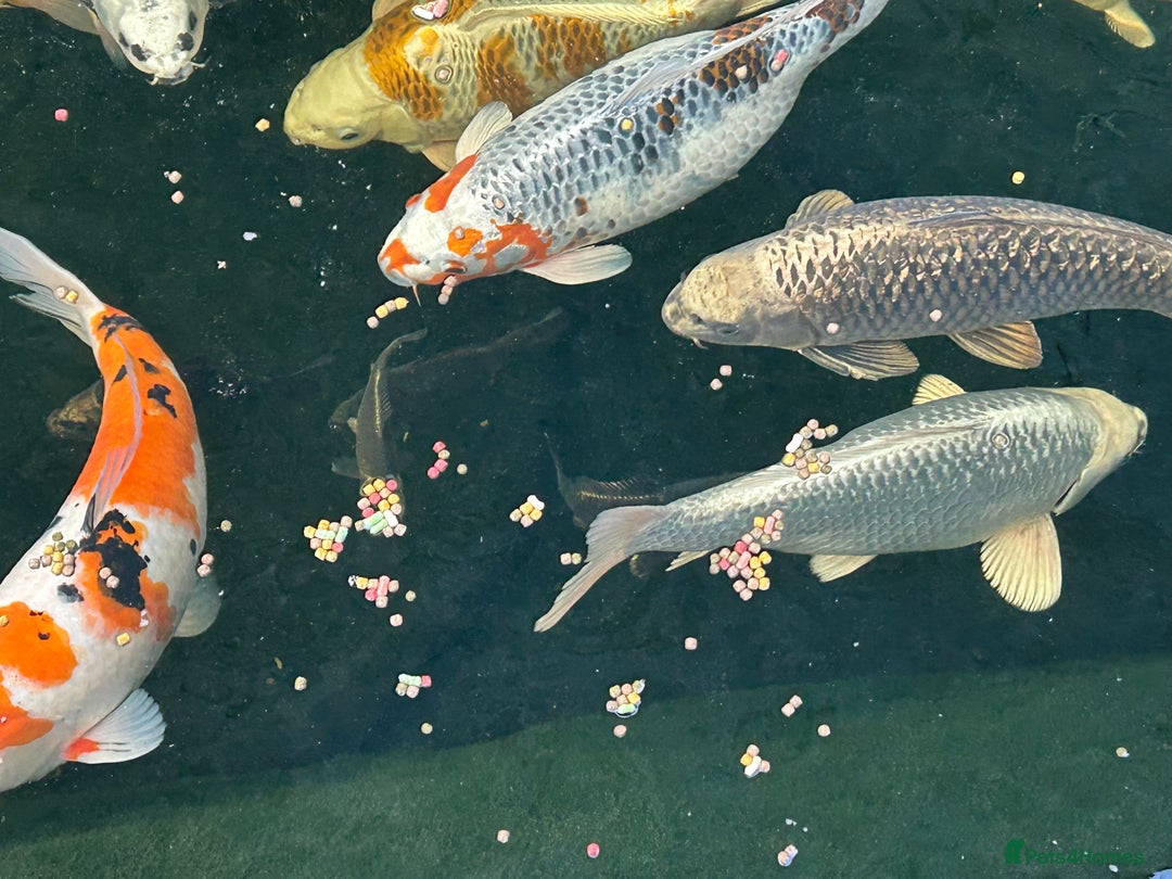 Koi Carp fish for sale: Koi Carp - Image 5