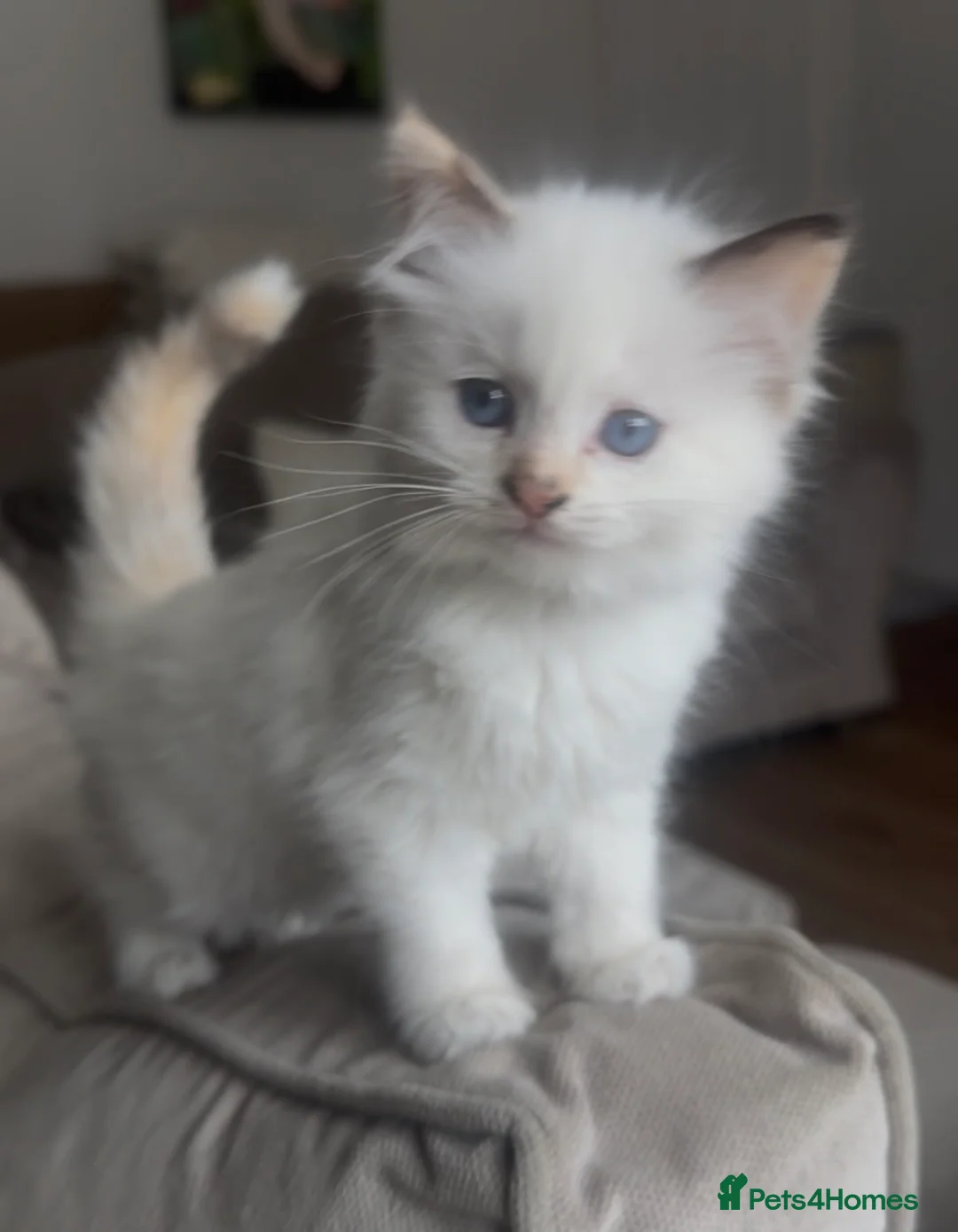 Ragdoll cats for sale: Champion GCCF kittens 🐱 1 girl left - Advert 1
