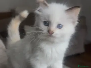 Ragdoll cats Champion GCCF kittens 🐱 1 girl left - Advert 10