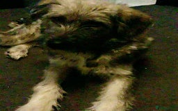 Mixed Breed dogs for adoption: Lianne - Image 5