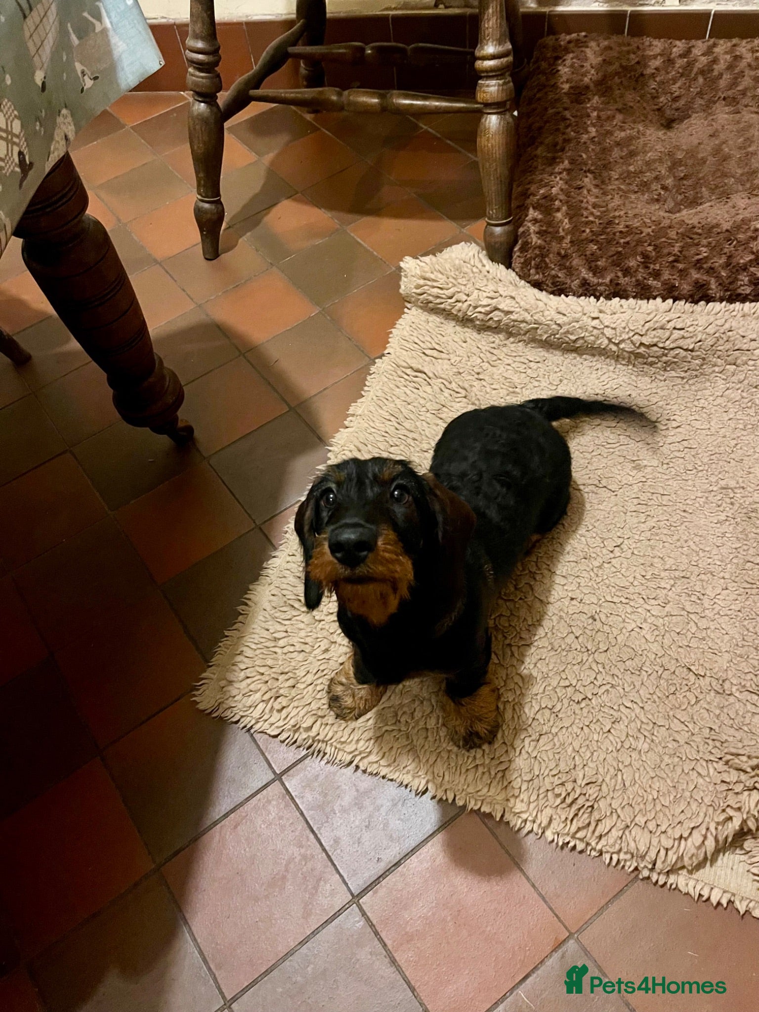 Dachshund dogs Kc registered Standard wire haired dachshund pups  - Advert 1