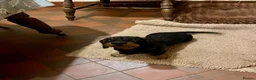 Dachshund dogs for sale: Kc registered Standard wire haired dachshund pups  - Advert 1