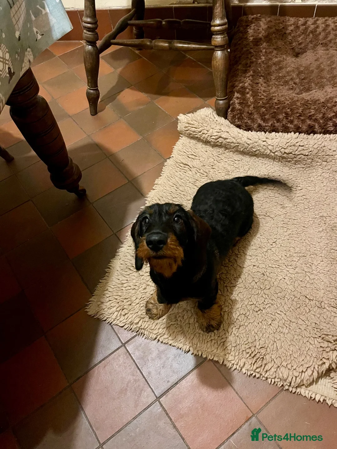 Dachshund dogs for sale: Kc registered Standard wire haired dachshund pups  - Advert 1