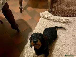Dachshund dogs Kc registered Standard wire haired dachshund pups - Advert 1