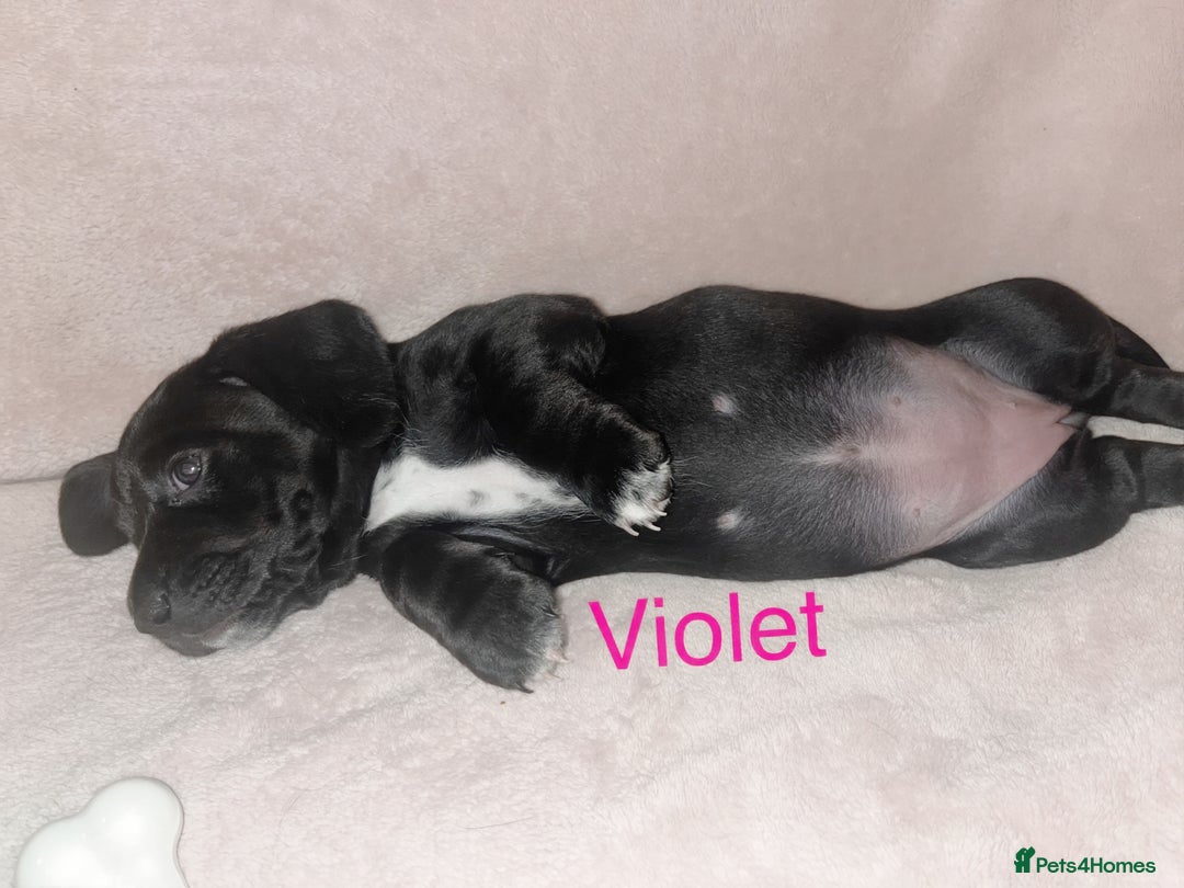 Mixed Breed dogs for sale: Dalmatian x dachshund  - Advert 21