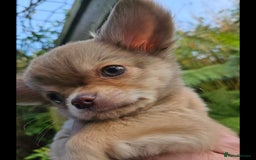 Chihuahua dogs for sale: Chihuahua puppies. - Advert 9