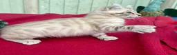 Keetso cats for sale: Superb very rare polydactyl curled eared keetsos  - Advert 30