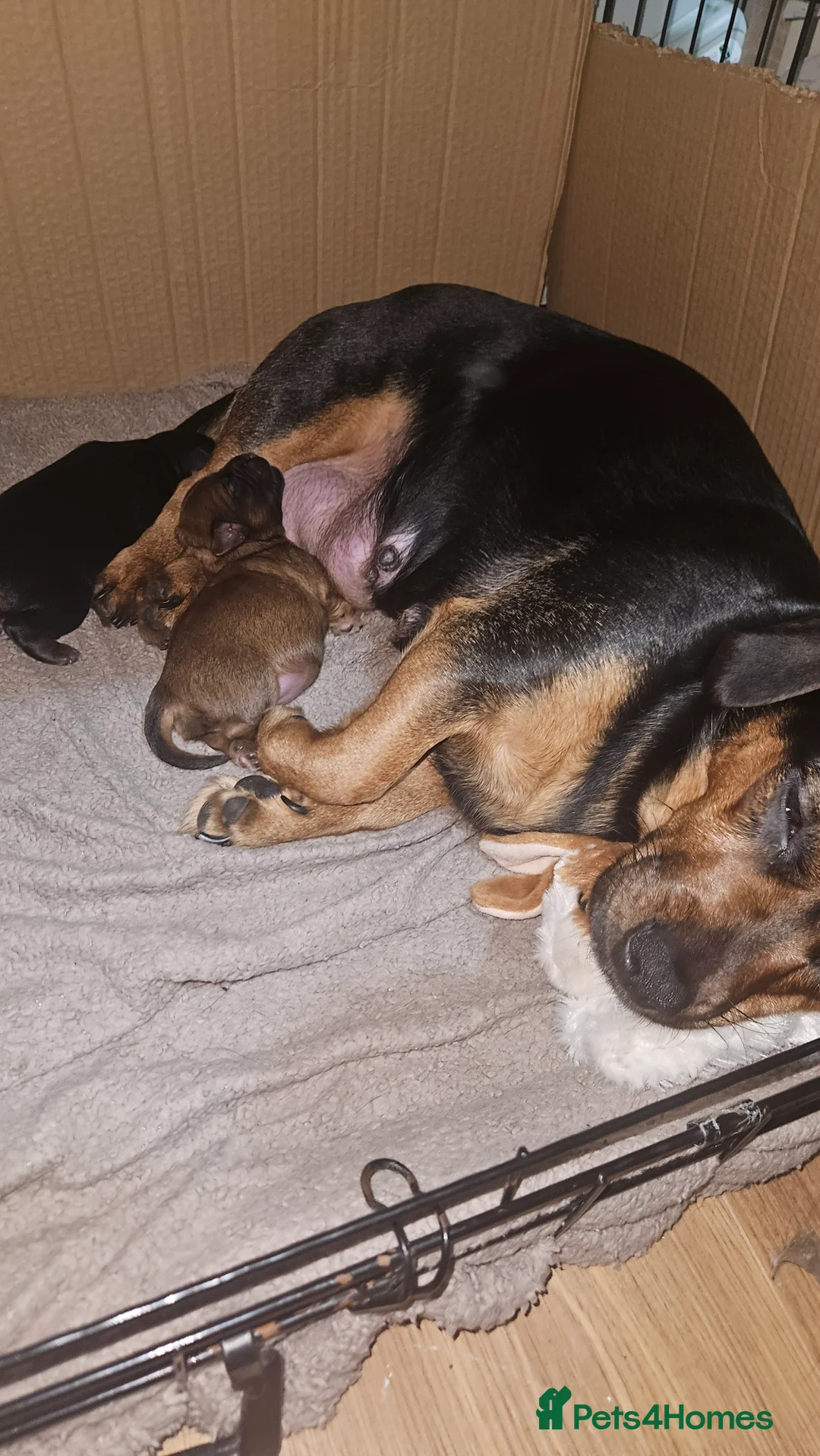 Mixed Breed dogs for sale: X2 beautiful girls - Advert 1