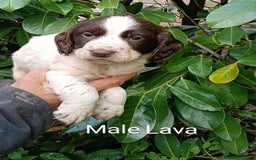 Mixed Breed dogs for sale: Fen Spaniels -Korthols x Eng Springer Spaniel  - Image 1