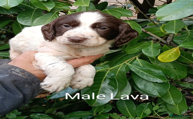 Mixed Breed dogs - Advert 1