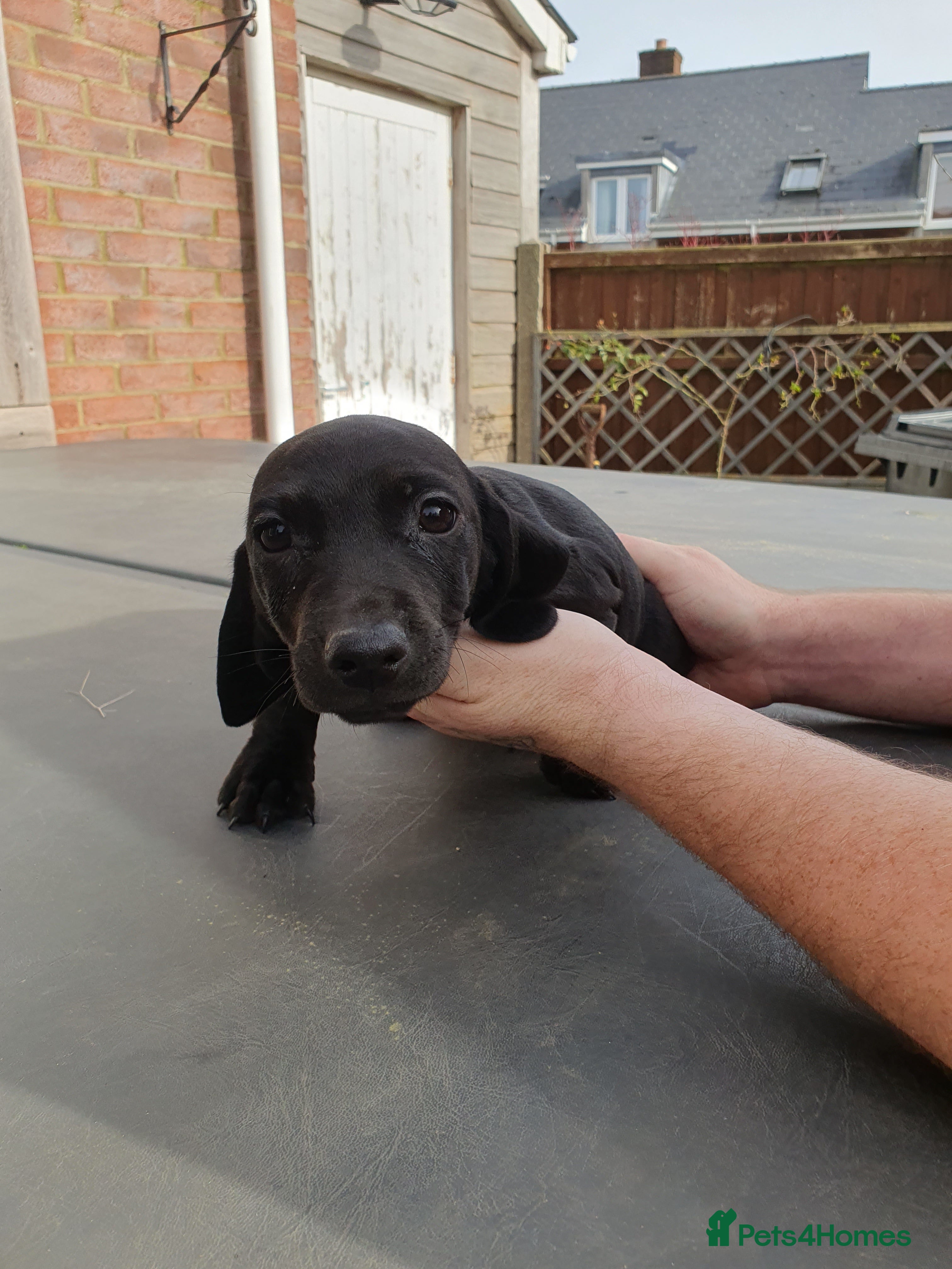 Mixed Breed dogs Puppies for sale - Advert 1