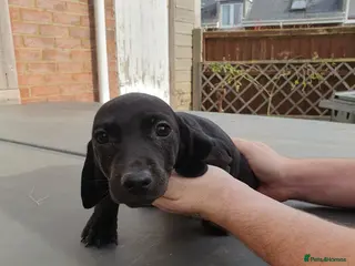 Mixed Breed dogs Puppies for sale - Advert 1