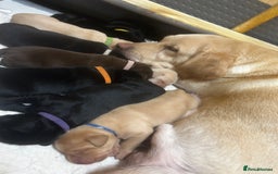 Labrador Retriever dogs for sale: Kc Registered Labradors for sale - Image 3