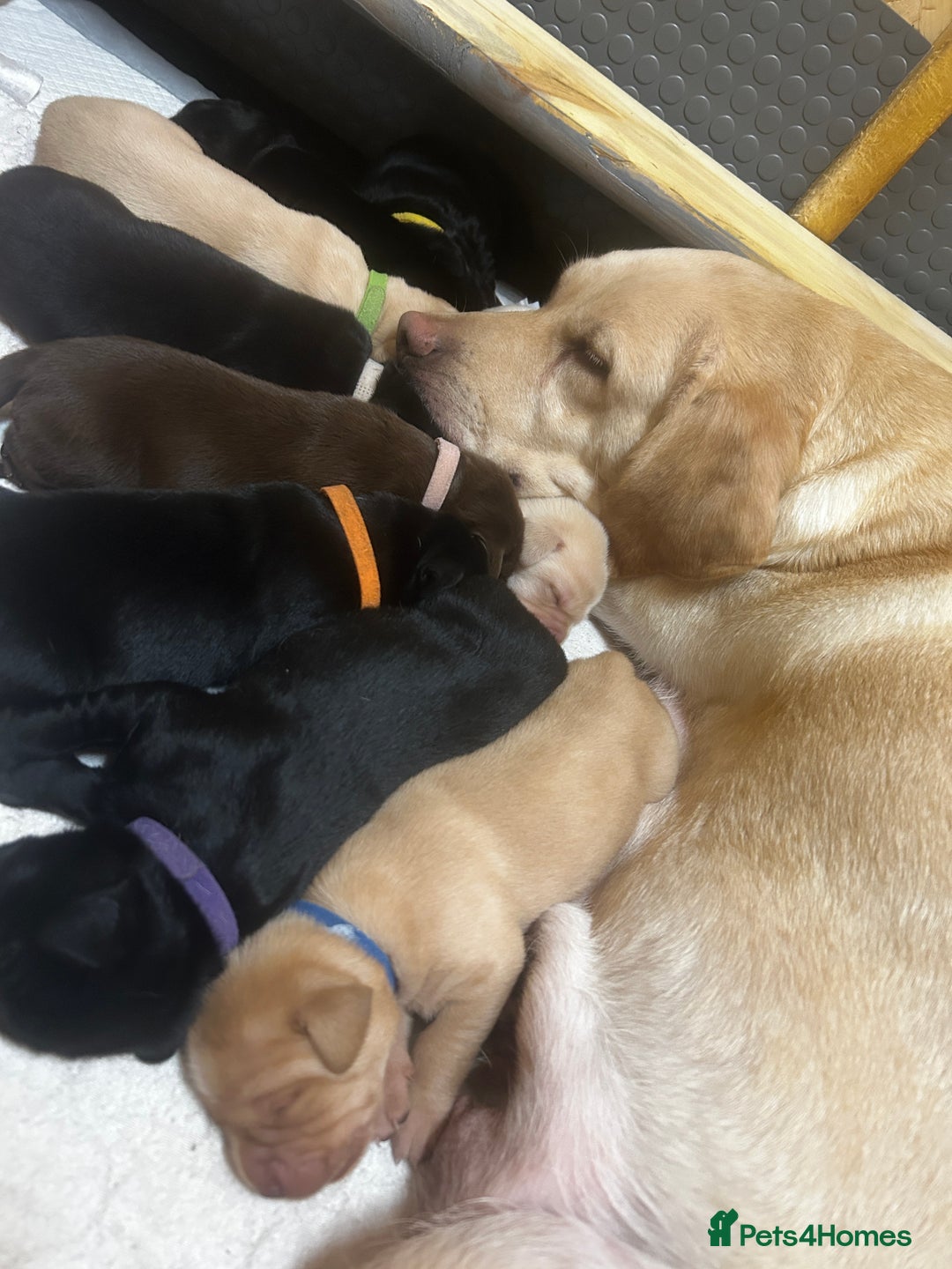 Labrador Retriever dogs for sale: Kc Registered Labradors for sale - Image 3