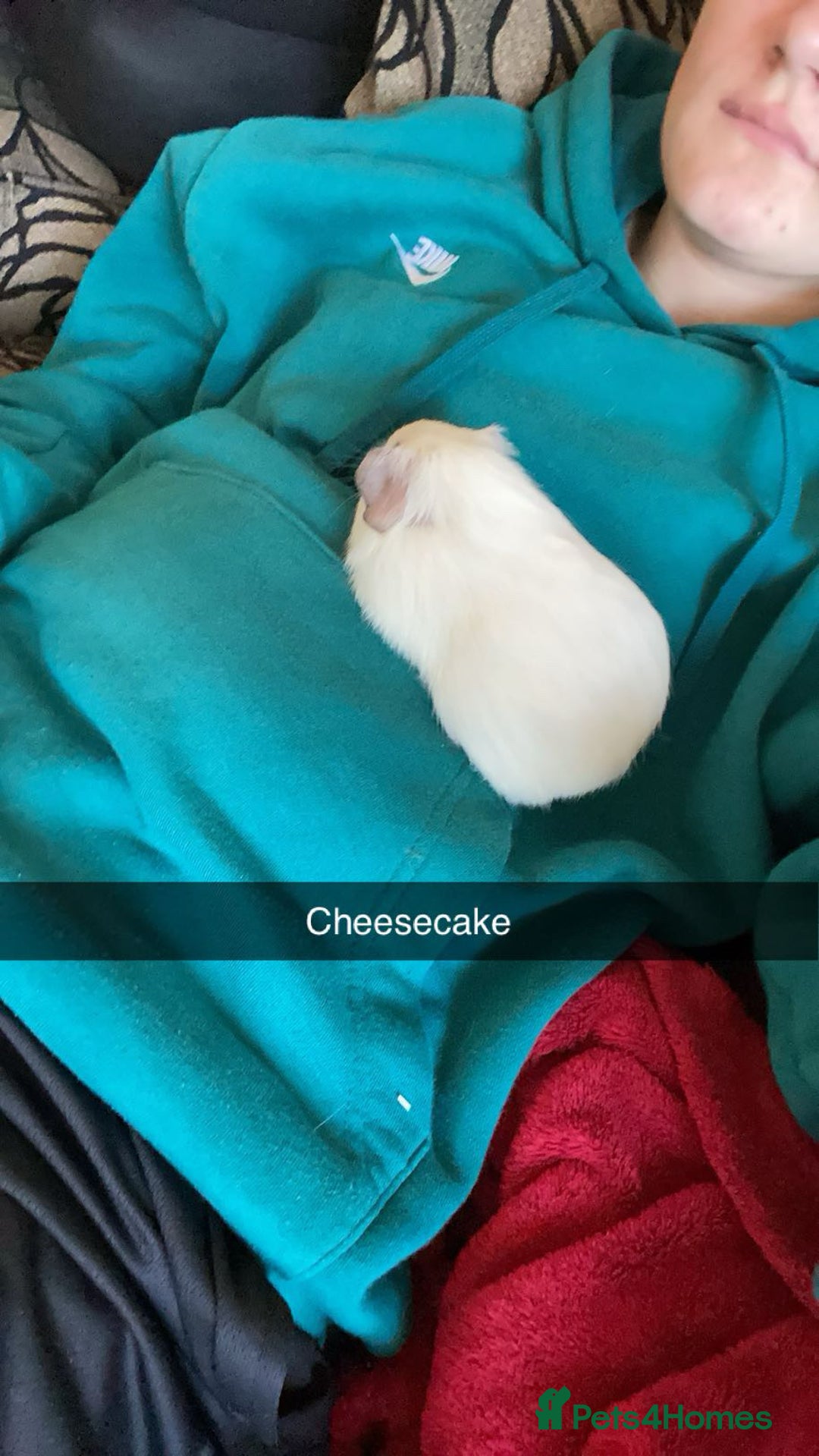 Guinea Pig rodents for sale: Male Guinea Pig- Cheesecake - Image 2