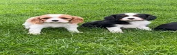 Cavalier King Charles Spaniel dogs for sale: Beautiful King Charles Cavalier puppies - Advert 9