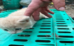 Mixed Breed cats for sale: Mixed breed Kitten’s  - Image 16