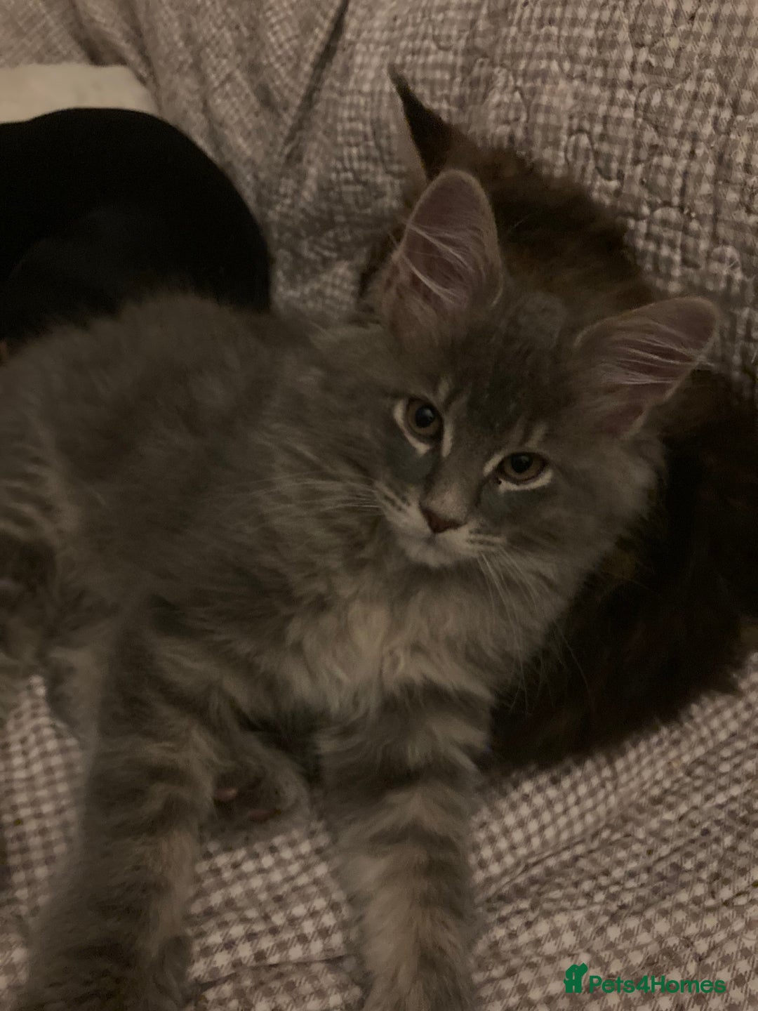 Maine Coon cats for sale: Full Maine Coon Kittens Ready Now - Advert 20
