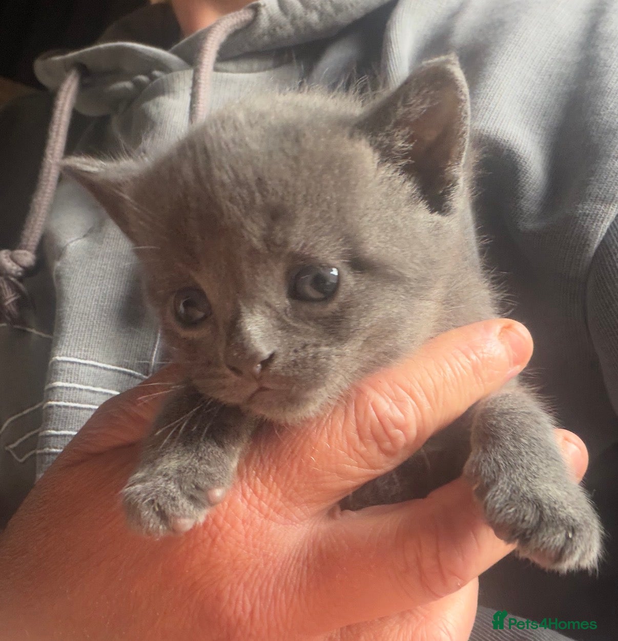 Mixed Breed cats Beautiful Kittens - Advert 1
