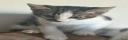 Mixed Breed cats for sale: 5 kittens for sale 14 weeks old in Hinckley - Advert 13