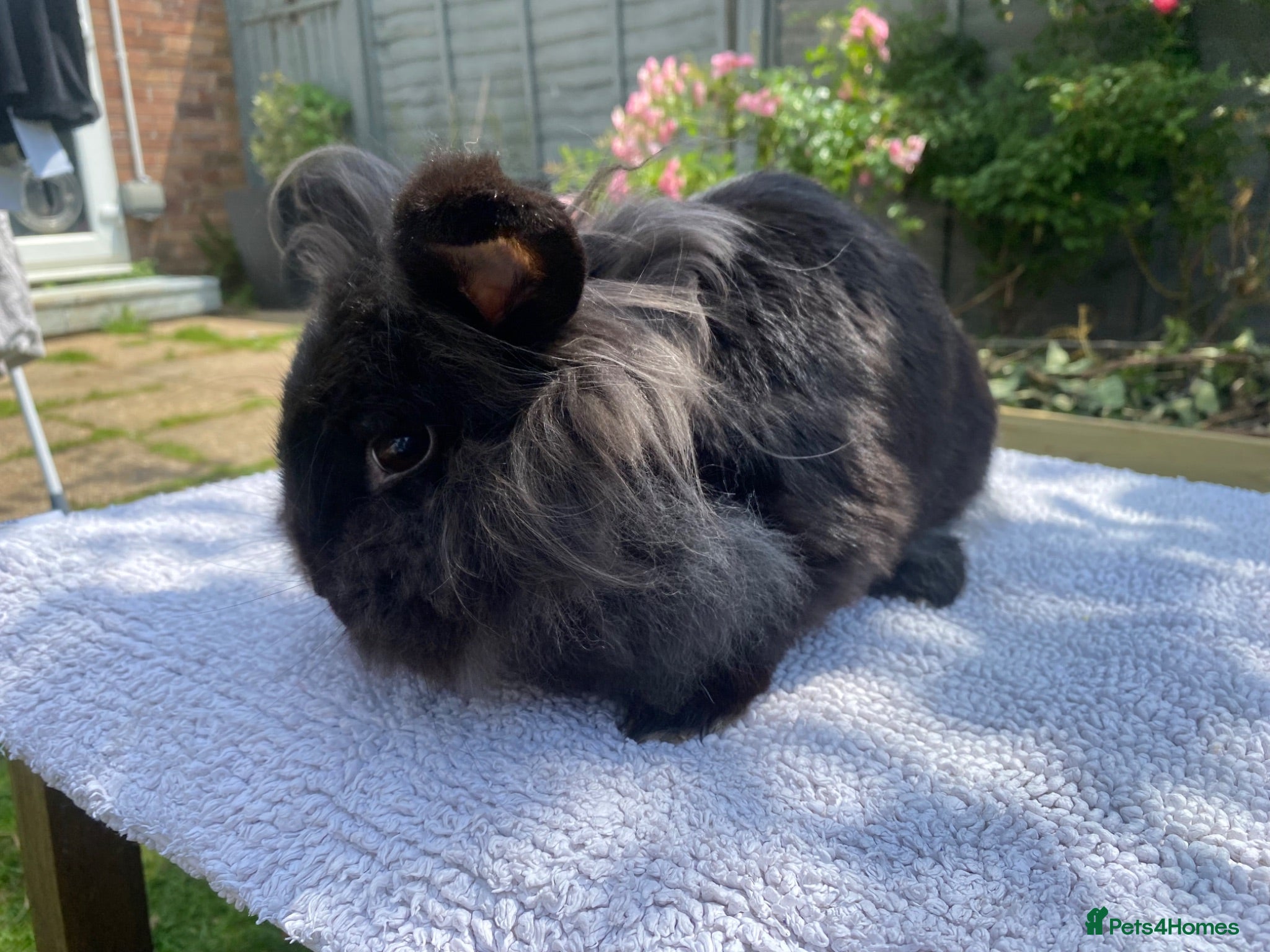 Mini Lion Lop rabbits Super tame mini lion lop  - Advert 1