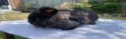 Mini Lion Lop rabbits for sale: Super tame mini lion lop  - Advert 1