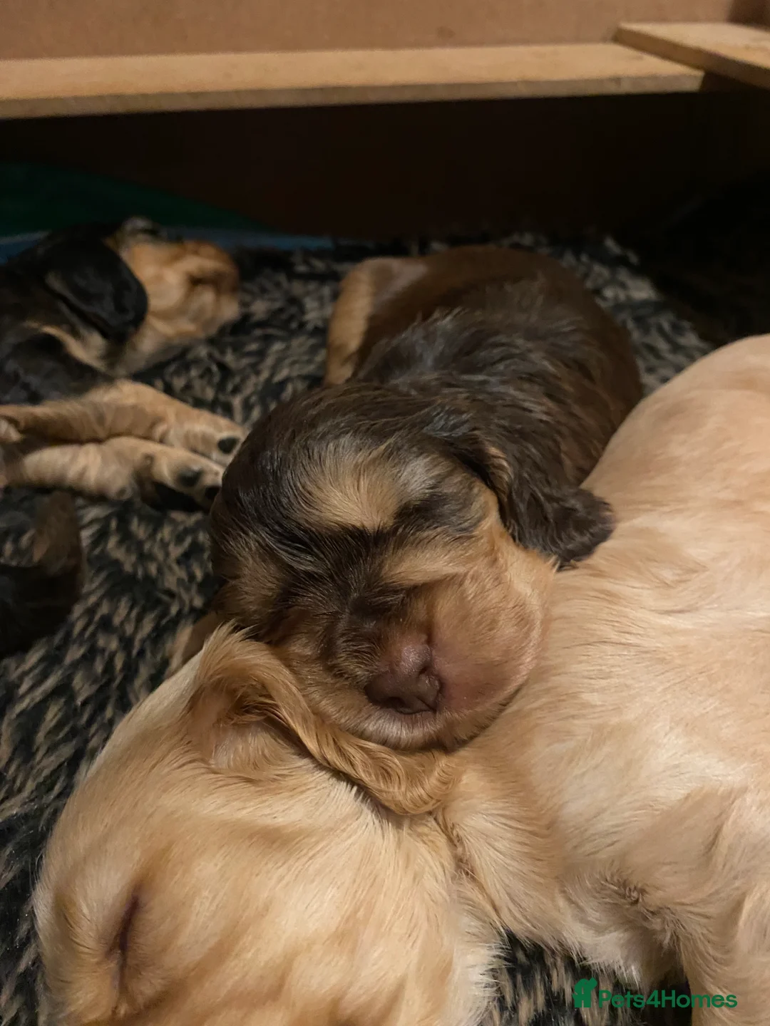 Cocker Spaniel dogs for sale: 4 gorgeous KC cocker spaniel puppies - Advert 10