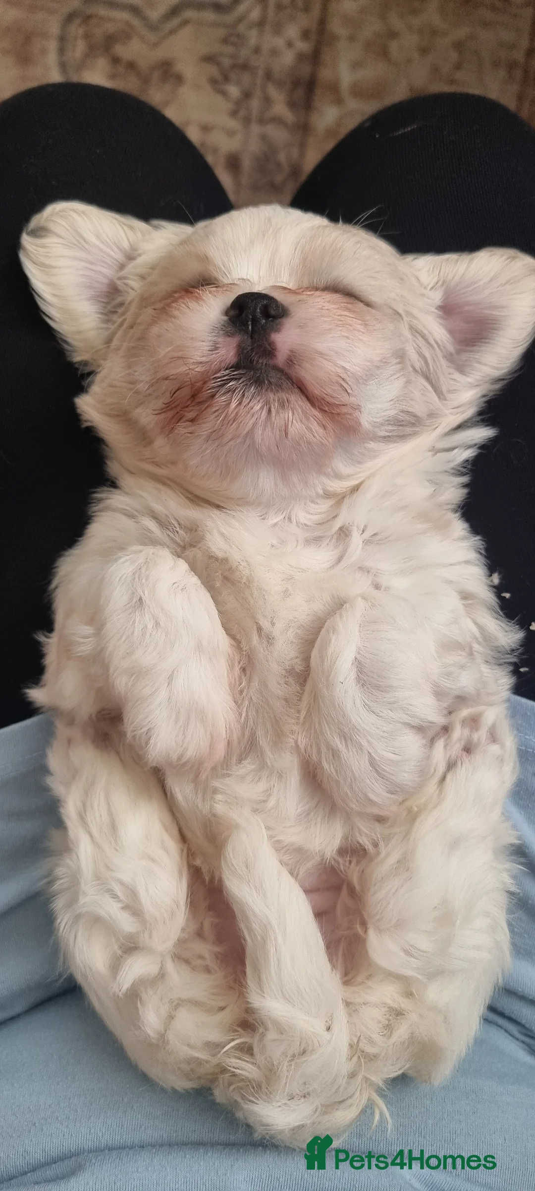 Shih Tzu dogs for sale: Twin girls available  - Advert 4