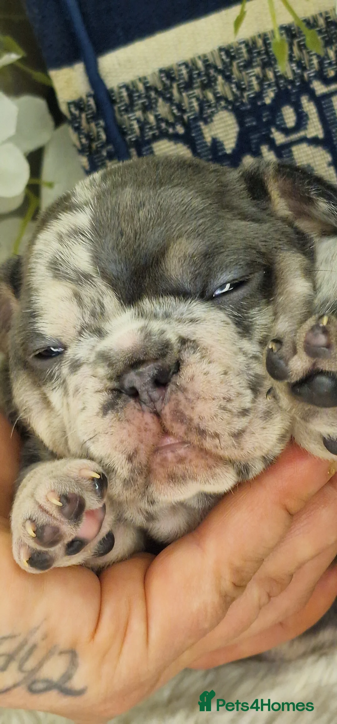 French Bulldog dogs for sale: 💥👀 NEW SHADE ISABELLA, MERLE TRI LILAC   - Advert 24