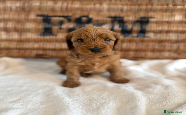 Cockapoo dogs - Advert 2