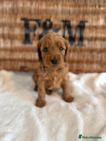 Cockapoo dogs - Advert 2