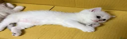 Scottish Fold cats for sale: Adorable Scottish Fold & Straight Kittens - Advert 5