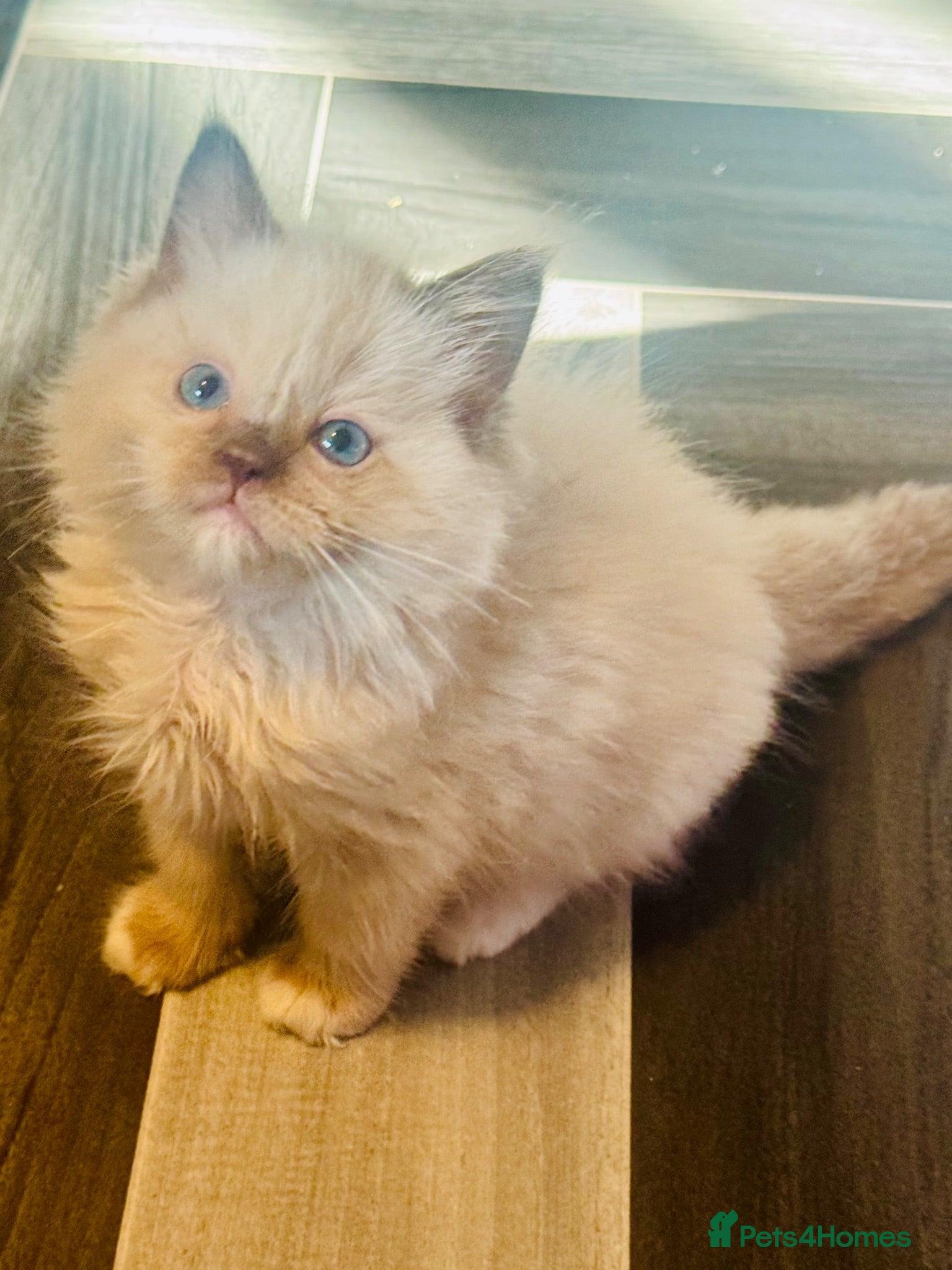 Ragdoll cats Lilac Chocolate full pedigree - Advert 15