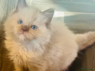 Ragdoll cats Lilac Chocolate full pedigree - Advert 15