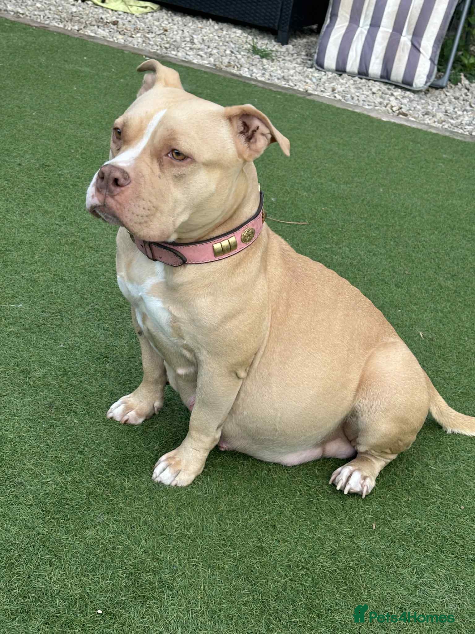 American Bully dogs ✨ Pocket bully puppies ✨ - Advert 14