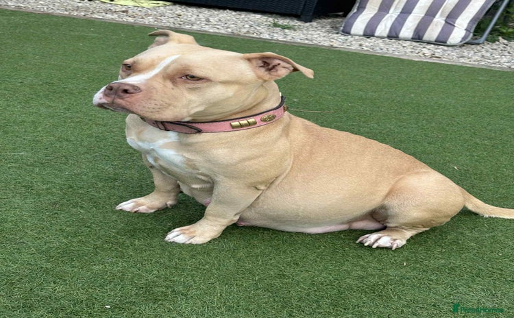 American Bully dogs ✨ Pocket bully puppies ✨ - Advert 1